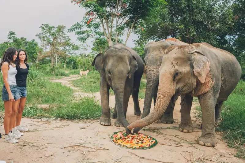 Two guests watching elephants eat from a tray of fruit at Samui Elephant Kingdom