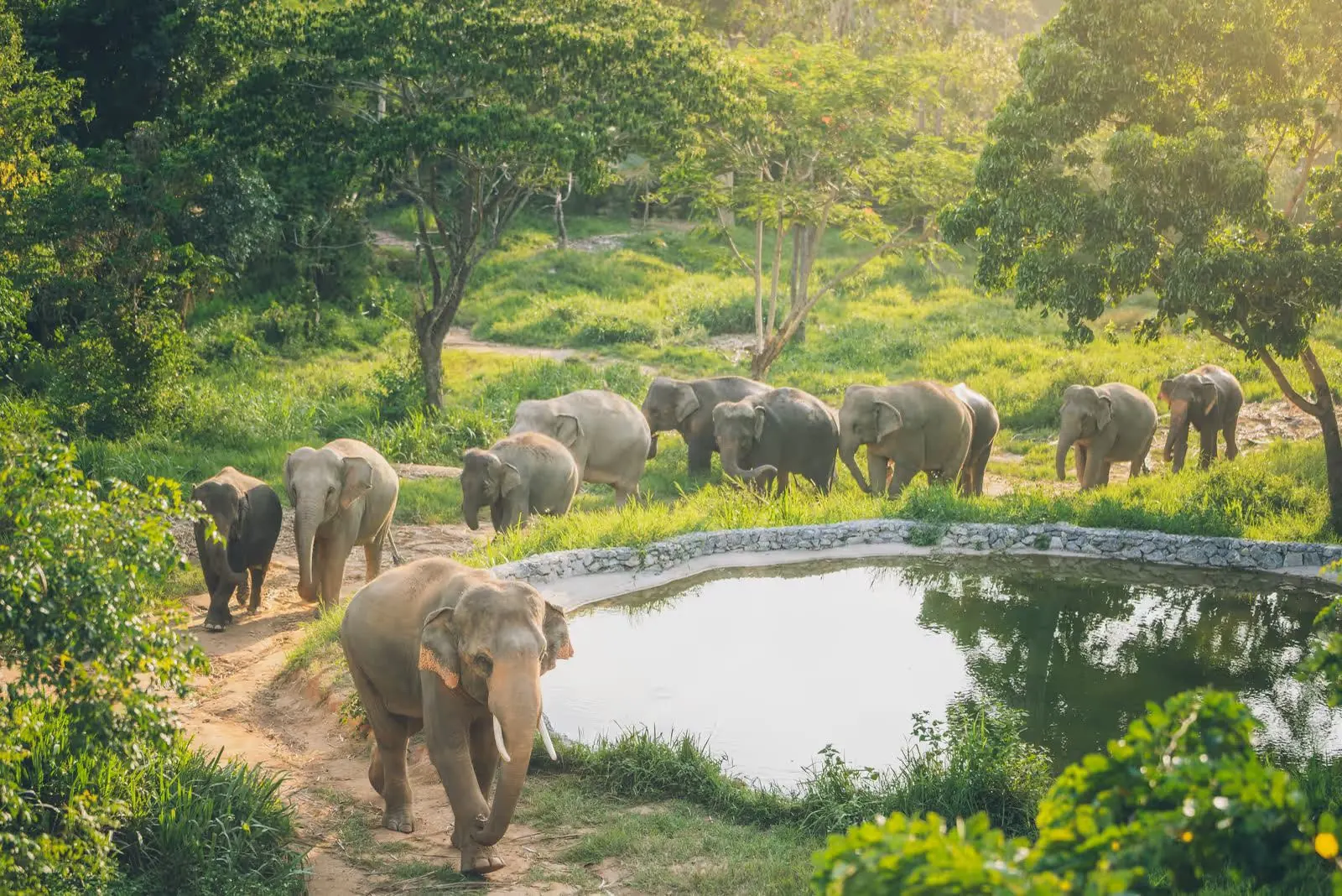 Die Elefantenherde läuft im Dschungel des Samui Elephant Kingdom an einem Teich vorbei