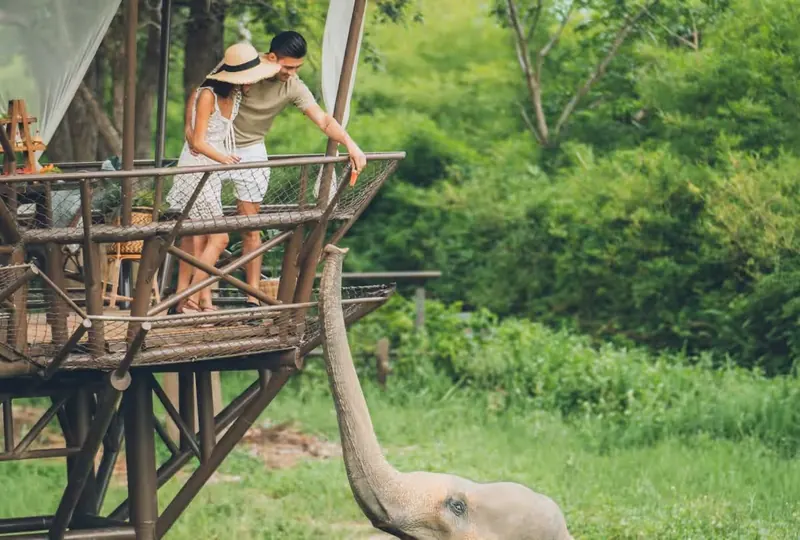 Guests feeding an elephant from the Skywalk at Samui Elephant Kingdom