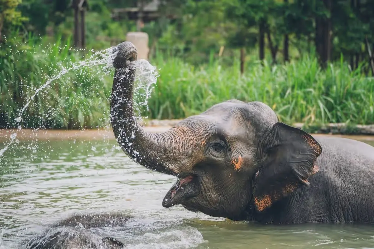 Un éléphant s’asperge d’eau avec sa trompe dans le bassin