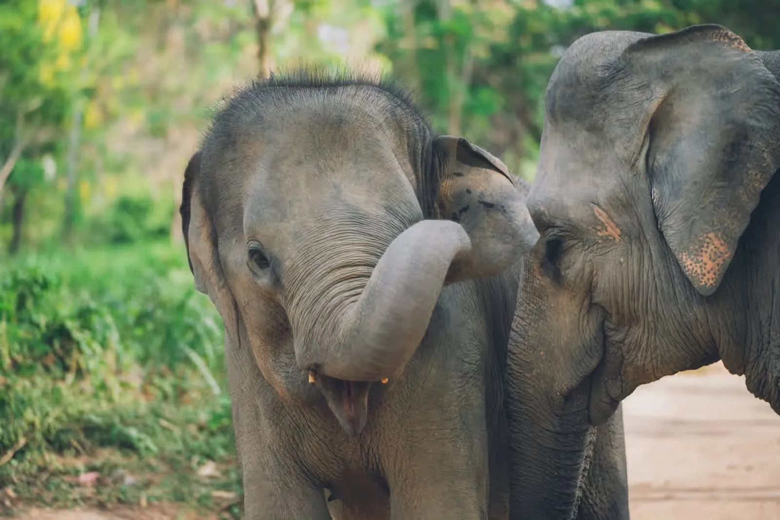 Two young elephants touching trunks