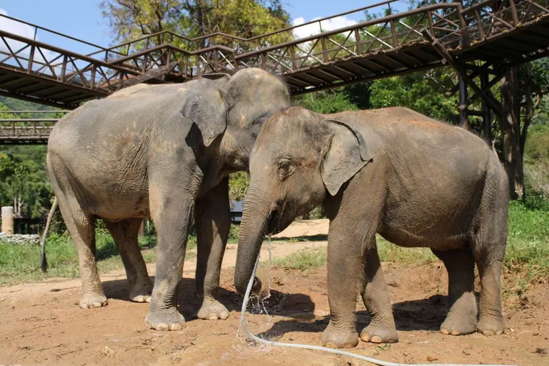 Two elephants standing together below the Skywalk at Samui Elephant Kingdom