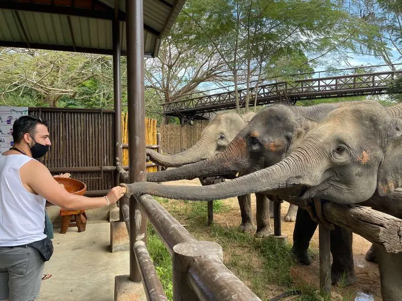 Day 4: a guest hand-feeding elephants over the fence at Samui Elephant Kingdom