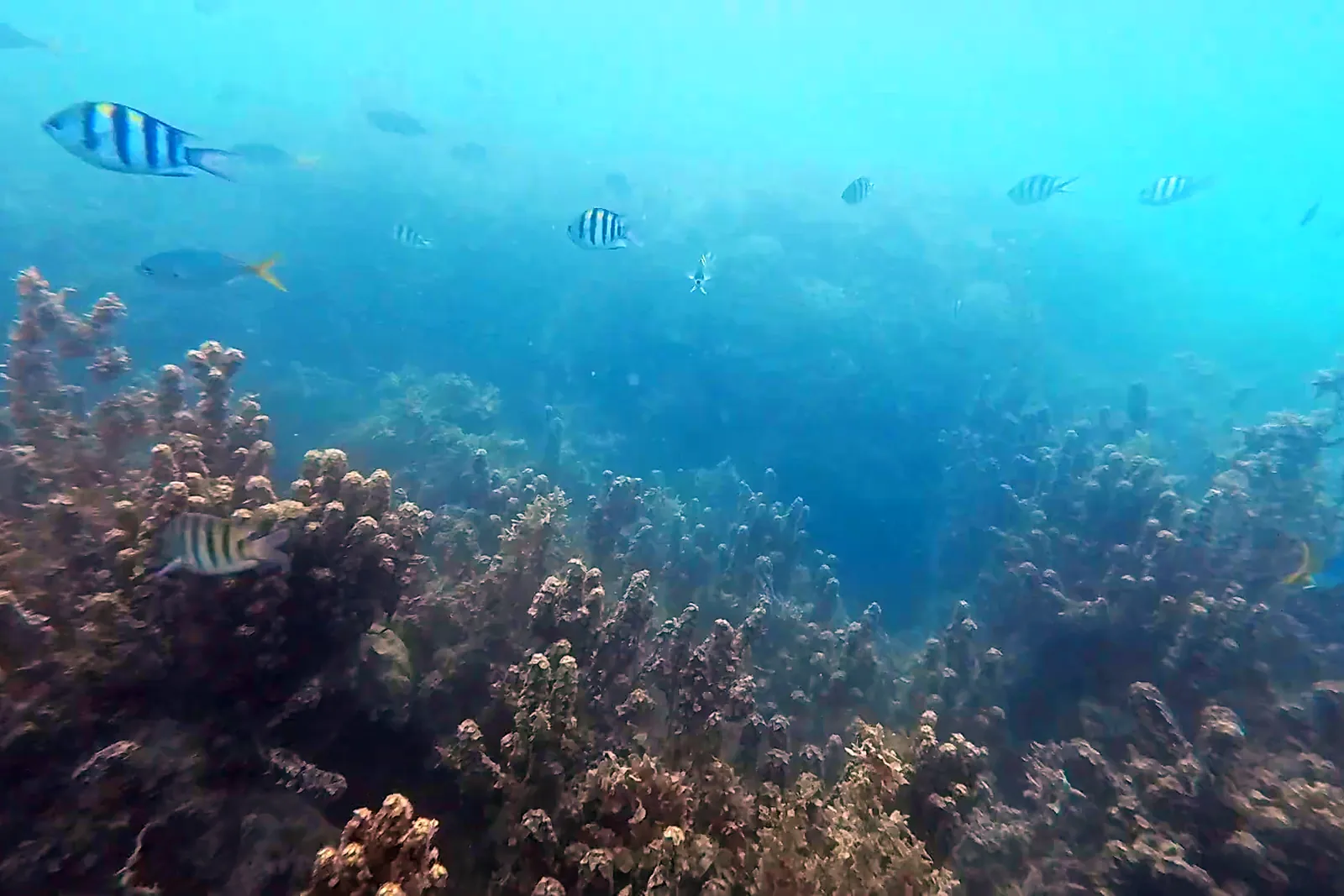 Coral and striped sergeant major fish underwater at a snorkelling stop