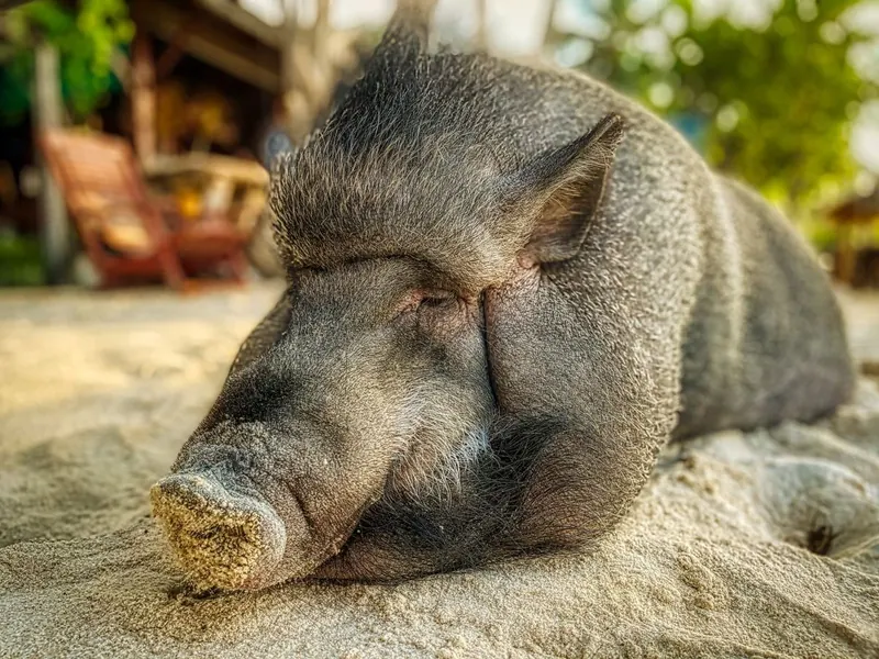 Is Pig Island worth it: a pig resting in the sand on a tropical beach