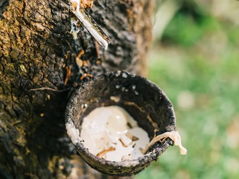 Rubber tapping