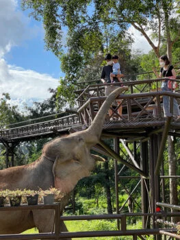 Samui Elephant Kingdom : à quoi s’attendre pendant votre visite