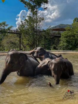 Sanctuaire éthique d’éléphants à Koh Samui : comment choisir une visite responsable
