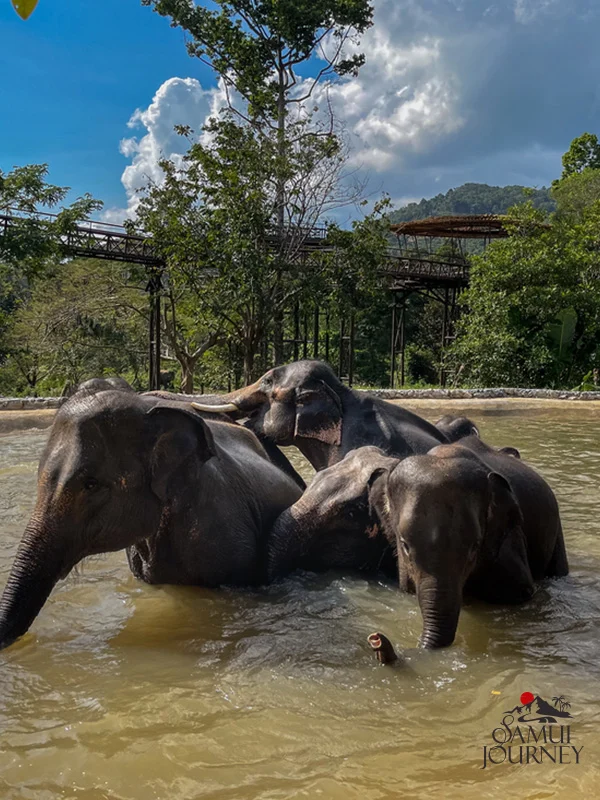 Ethisches Elefanten-Sanctuary auf Koh Samui: So wählen Sie einen verantwortungsvollen Besuch
